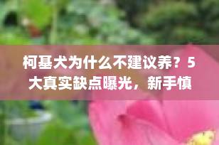 柯基犬为什么不建议养？5大真实缺点曝光，新手慎入！