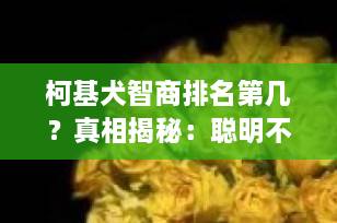 柯基犬智商排名第几？真相揭秘：聪明不止一点点！