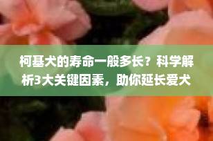 柯基犬的寿命一般多长？科学解析3大关键因素，助你延长爱犬寿命