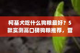柯基犬吃什么狗粮最好？5款实测高口碑狗粮推荐，营养美毛不掉毛！