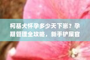 柯基犬怀孕多少天下崽？孕期管理全攻略，新手铲屎官必看！