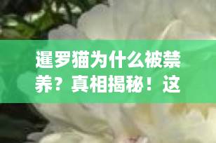 暹罗猫为什么被禁养？真相揭秘！这些原因你必须知道