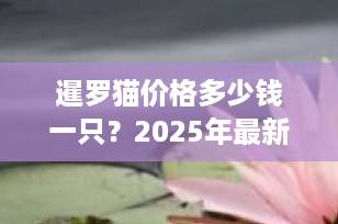 暹罗猫价格多少钱一只？2025年最新行情与选购全攻略