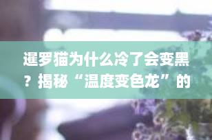 暹罗猫为什么冷了会变黑？揭秘“温度变色龙”的科学原理与养护妙招