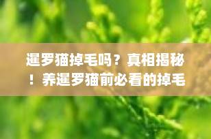 暹罗猫掉毛吗？真相揭秘！养暹罗猫前必看的掉毛与护理全攻略