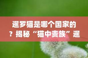 暹罗猫是哪个国家的？揭秘“猫中贵族”暹罗猫的起源与魅力