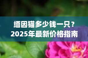缅因猫多少钱一只？2025年最新价格指南+选购避坑全攻略