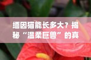 缅因猫能长多大？揭秘“温柔巨兽”的真实体型与生长秘密