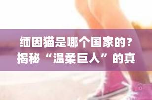 缅因猫是哪个国家的？揭秘“温柔巨人”的真实身世