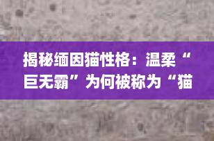 揭秘缅因猫性格：温柔“巨无霸”为何被称为“猫中绅士”？