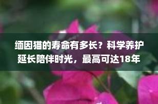 缅因猫的寿命有多长？科学养护延长陪伴时光，最高可达18年以上！