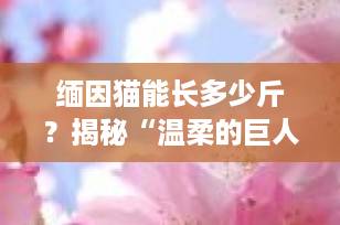 缅因猫能长多少斤？揭秘“温柔的巨人”真实体重与成长秘密