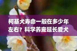 柯基犬寿命一般在多少年左右？科学养宠延长爱犬寿命的5大关键秘诀