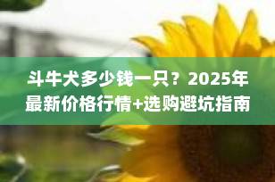 斗牛犬多少钱一只？2025年最新价格行情+选购避坑指南（收藏版）