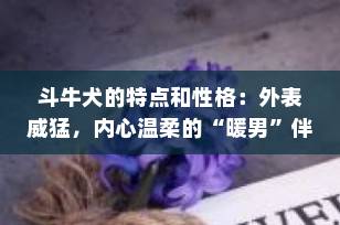 斗牛犬的特点和性格：外表威猛，内心温柔的“暖男”伴侣犬