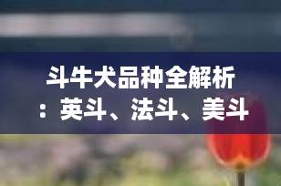 斗牛犬品种全解析：英斗、法斗、美斗、比特犬，你适合养哪一种？