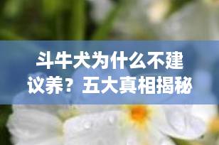 斗牛犬为什么不建议养？五大真相揭秘，看完再决定！斗牛犬为什么不建议养？五大真相揭秘，看完再决定！