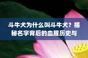 斗牛犬为什么叫斗牛犬？揭秘名字背后的血腥历史与温柔真相
