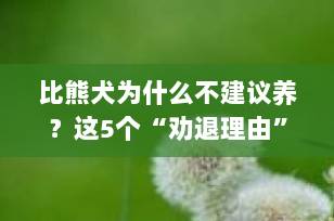 比熊犬为什么不建议养？这5个“劝退理由”你必须知道！