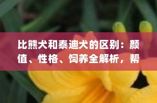 比熊犬和泰迪犬的区别：颜值、性格、饲养全解析，帮你找到命中的那只小狗！