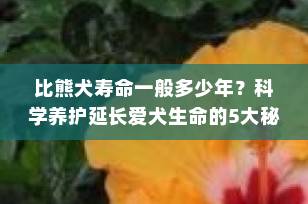 比熊犬寿命一般多少年？科学养护延长爱犬生命的5大秘诀