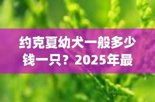 约克夏幼犬一般多少钱一只？2025年最新价格指南+选购避坑建议