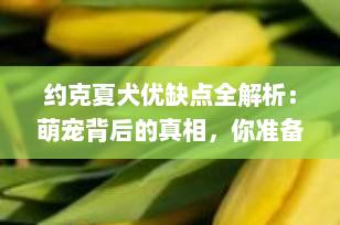 约克夏犬优缺点全解析：萌宠背后的真相，你准备好了吗？
