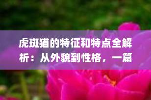 虎斑猫的特征和特点全解析：从外貌到性格，一篇看懂“家猫之王”