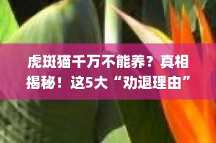虎斑猫千万不能养？真相揭秘！这5大“劝退理由”你真的了解吗？