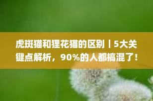 虎斑猫和狸花猫的区别｜5大关键点解析，90%的人都搞混了！