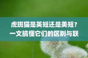 虎斑猫是英短还是美短？一文搞懂它们的区别与联系