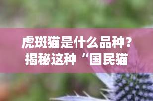 虎斑猫是什么品种？揭秘这种“国民猫咪”的真实身份与独特魅力
