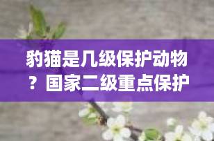 豹猫是几级保护动物？国家二级重点保护野生动物全解析