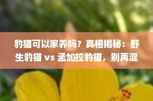 豹猫可以家养吗？真相揭秘：野生豹猫 vs 孟加拉豹猫，别再混淆了！