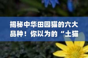 揭秘中华田园猫的六大品种！你以为的“土猫”其实是个宝藏！