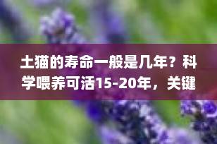 土猫的寿命一般是几年？科学喂养可活15-20年，关键在这些细节！