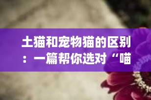 土猫和宠物猫的区别：一篇帮你选对“喵星人”的深度指南（2025最新版）