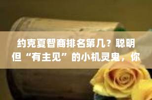 约克夏智商排名第几？聪明但“有主见”的小机灵鬼，你真的了解吗？