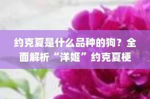 约克夏是什么品种的狗？全面解析“洋姬”约克夏梗的起源、特征与饲养指南