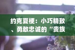 约克夏梗：小巧精致、勇敢忠诚的“贵族”玩赏犬，养它前必看全攻略！