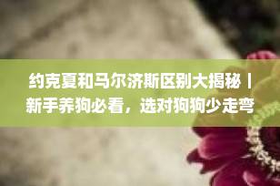 约克夏和马尔济斯区别大揭秘｜新手养狗必看，选对狗狗少走弯路！