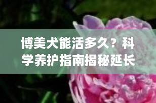 博美犬能活多久？科学养护指南揭秘延长寿命的关键秘诀