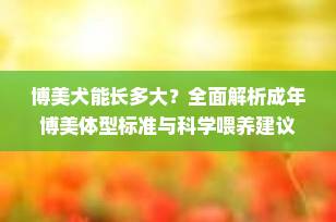 博美犬能长多大？全面解析成年博美体型标准与科学喂养建议