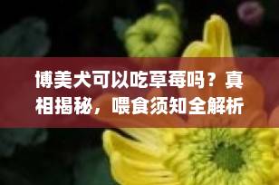 博美犬可以吃草莓吗？真相揭秘，喂食须知全解析！