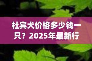 杜宾犬价格多少钱一只？2025年最新行情与选购指南