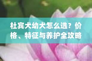 杜宾犬幼犬怎么选？价格、特征与养护全攻略（2025最新指南）