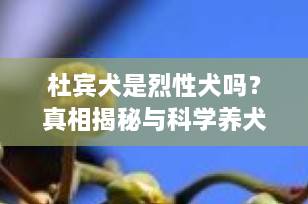 杜宾犬是烈性犬吗？真相揭秘与科学养犬指南