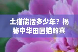 土猫能活多少年？揭秘中华田园猫的真实寿命与科学养护秘诀