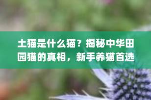 土猫是什么猫？揭秘中华田园猫的真相，新手养猫首选！