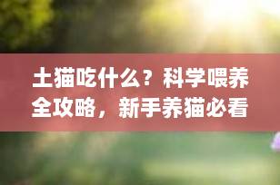 土猫吃什么？科学喂养全攻略，新手养猫必看！